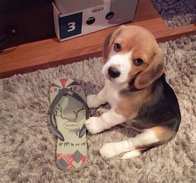 Beagle puppy sitting on the carpet with a slipper