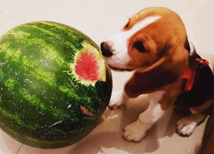 Beagle puppy eating watermelon