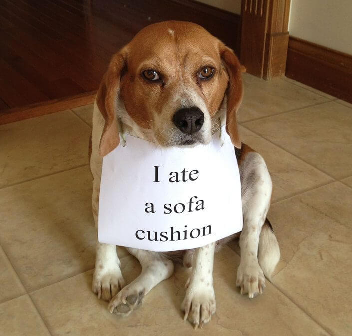 Beagle dog sitting with a note