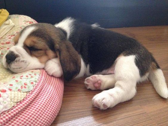 Beagle puppy sleeping with its face on its bed on the floor