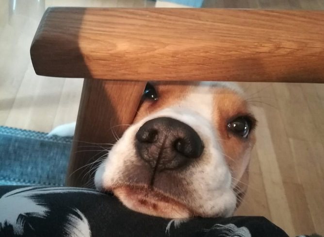 Beagle dog with its face under the table