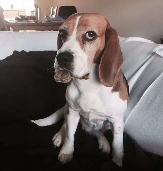 Beagle dog sitting on the couch while staring