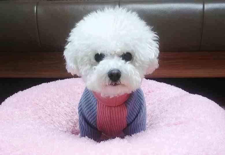 A Bichon Frise wearing a purple and pink sweater while sitting on top of its round bed