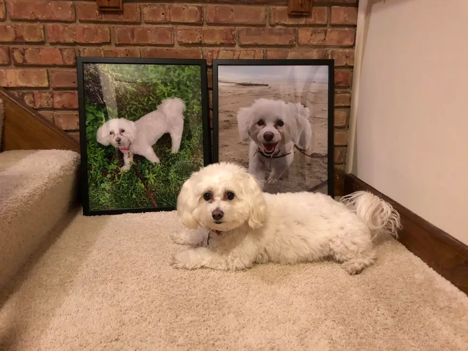A Bichon Frise lying on the floor in front of its large picture frames