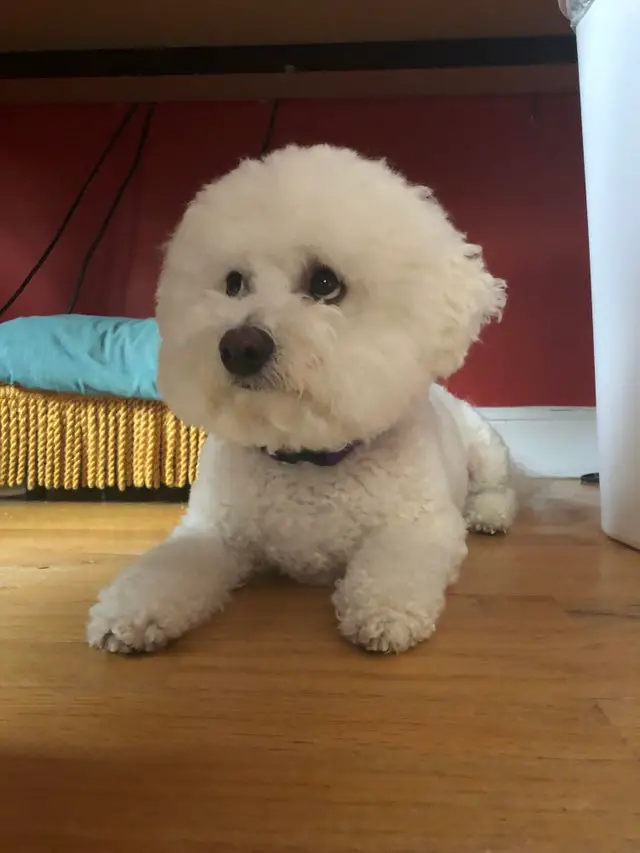 A Bichon Frise lying on the floor while looking up with its sad eyes