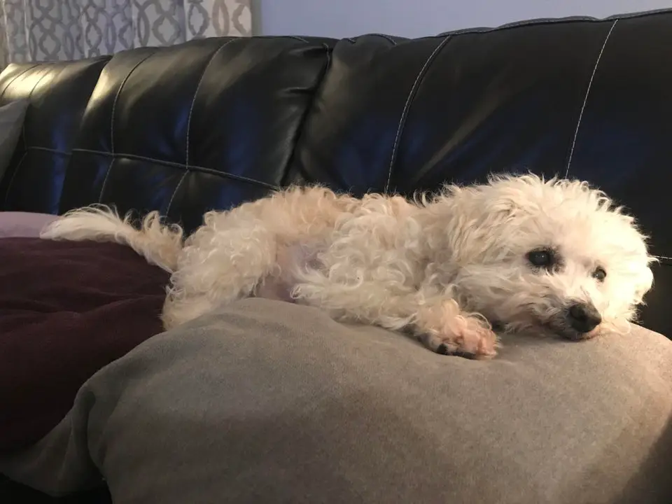 A Bichon Frise lying on top of the pillow on the couch