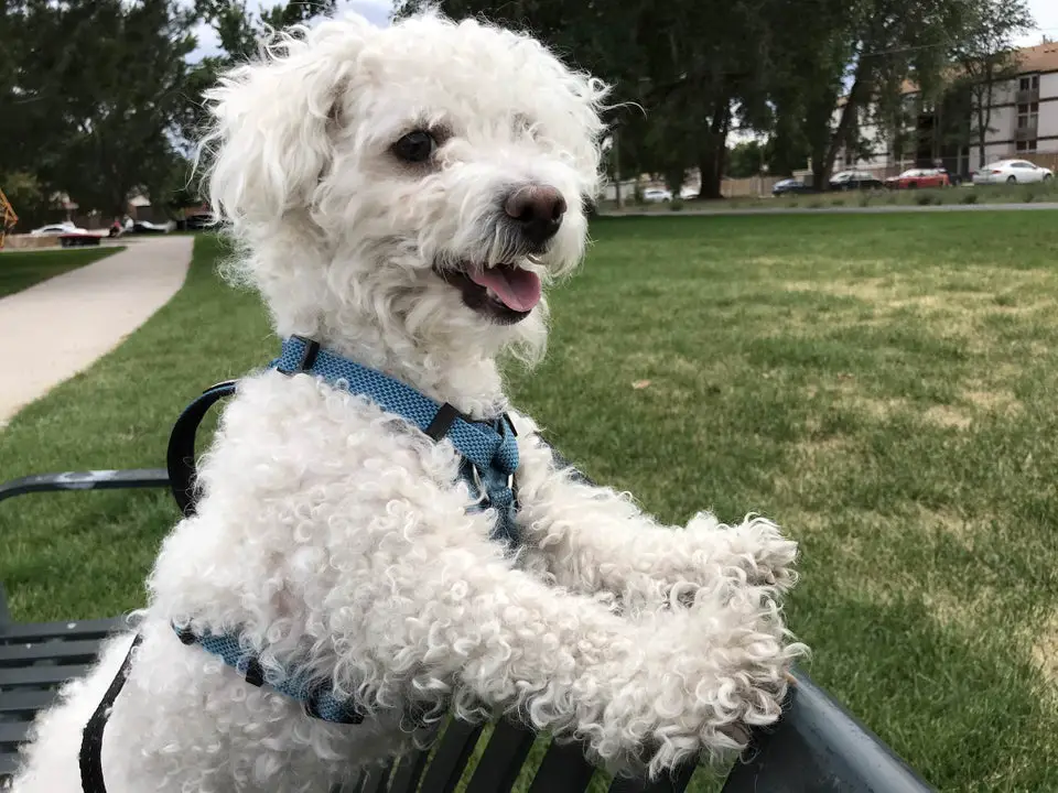 A Bichon Frise standing on top of the bench at the park while smiling