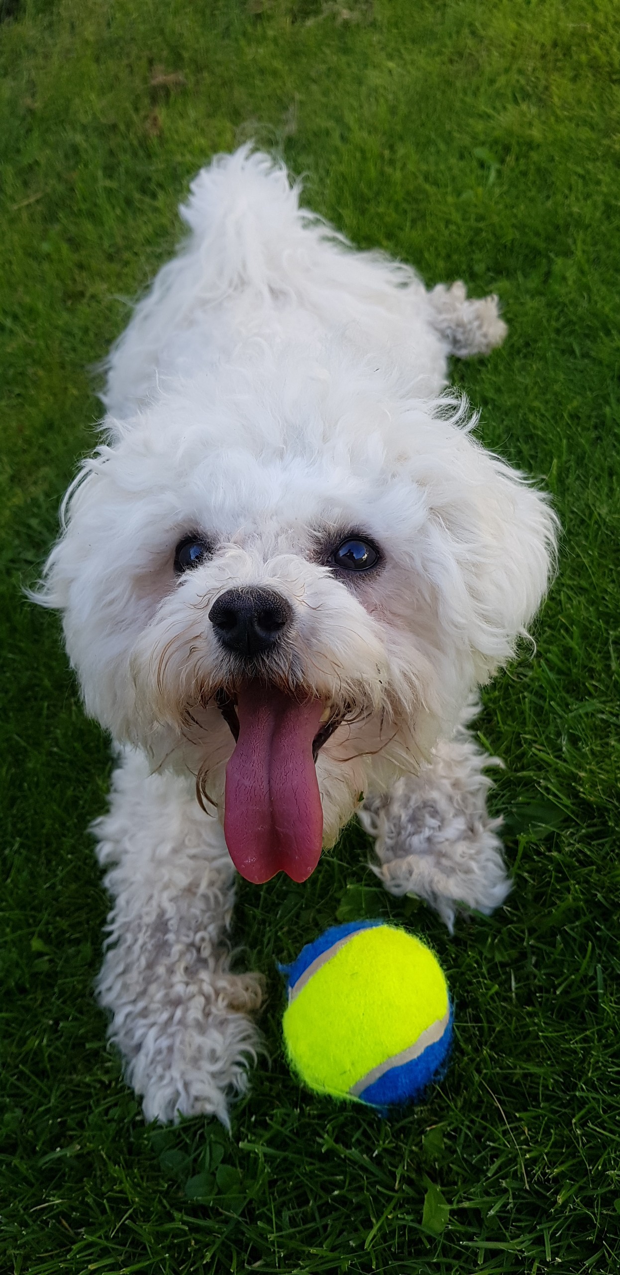 A happy Bichon Frise lying in the yard with its tennis ball
