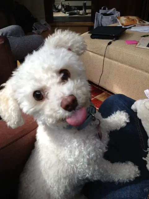 A Bichon Frise leaning towards the legs of a person sitting on the couch