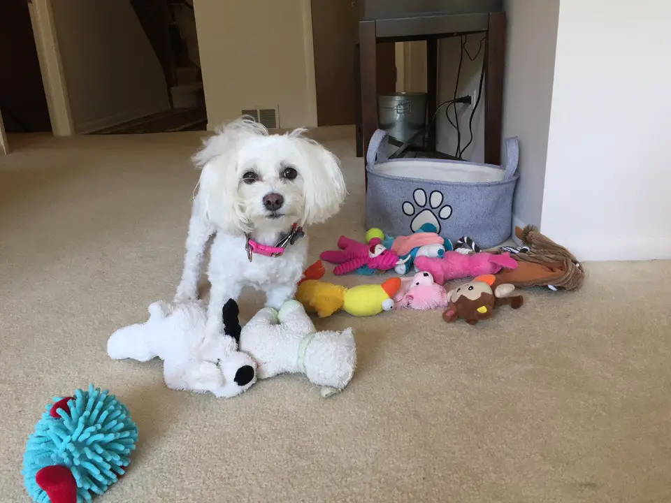 A Bichon Frise standing on the floor with its toys
