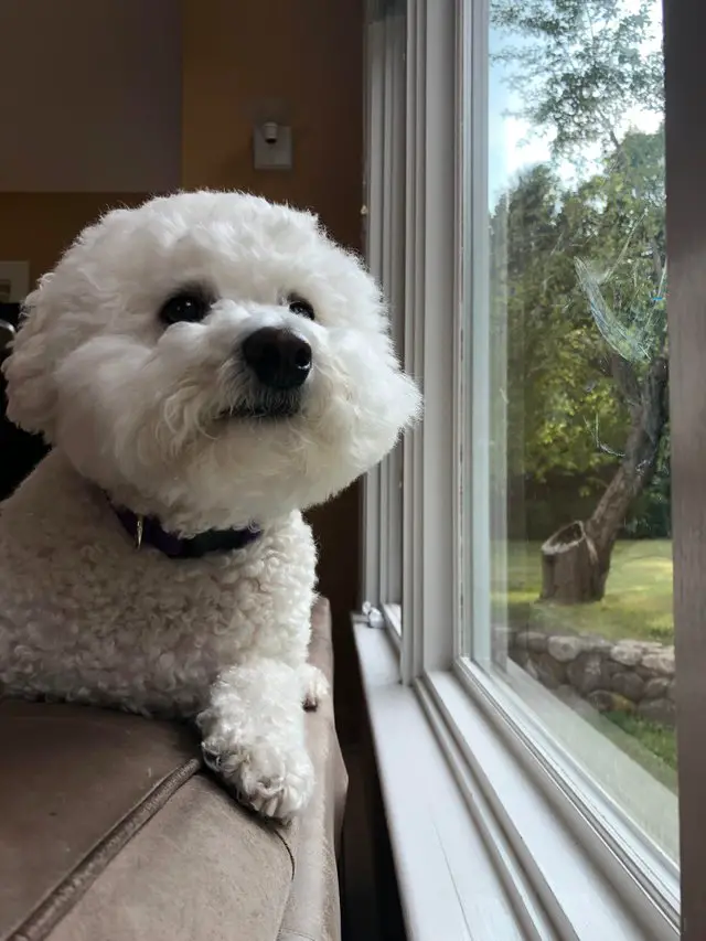 A Bichon Frise lying on top of the couch by the window while looking outside