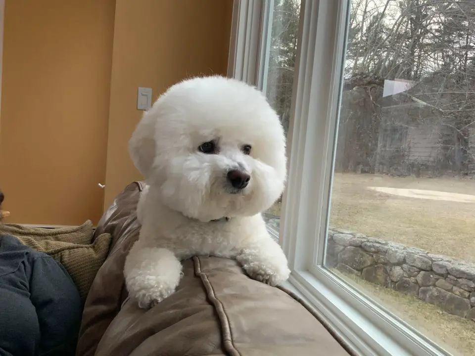 A Bichon Frise lying on top of the couch while staring outside the window with its sad eyes