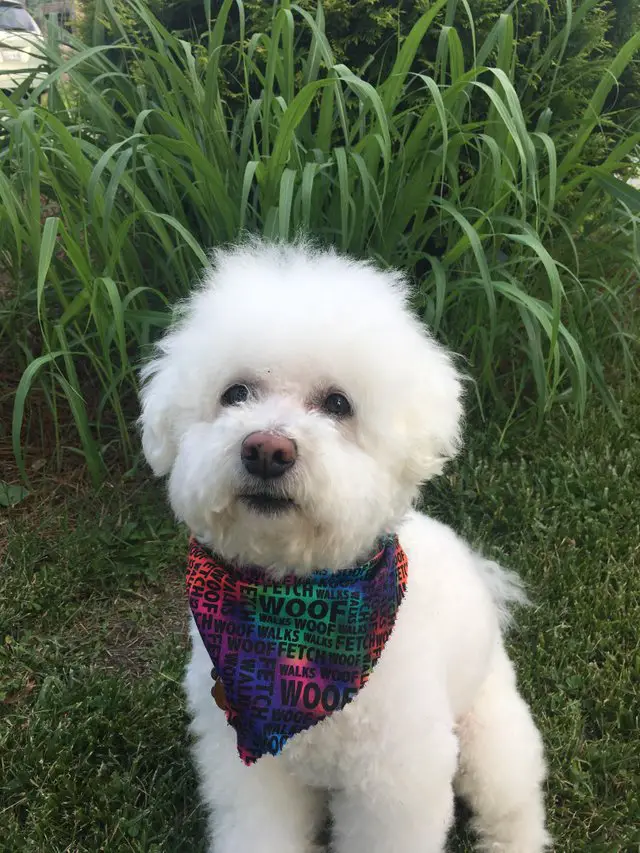 Bichon firse in puppy simple cut wearing a colorful scarf