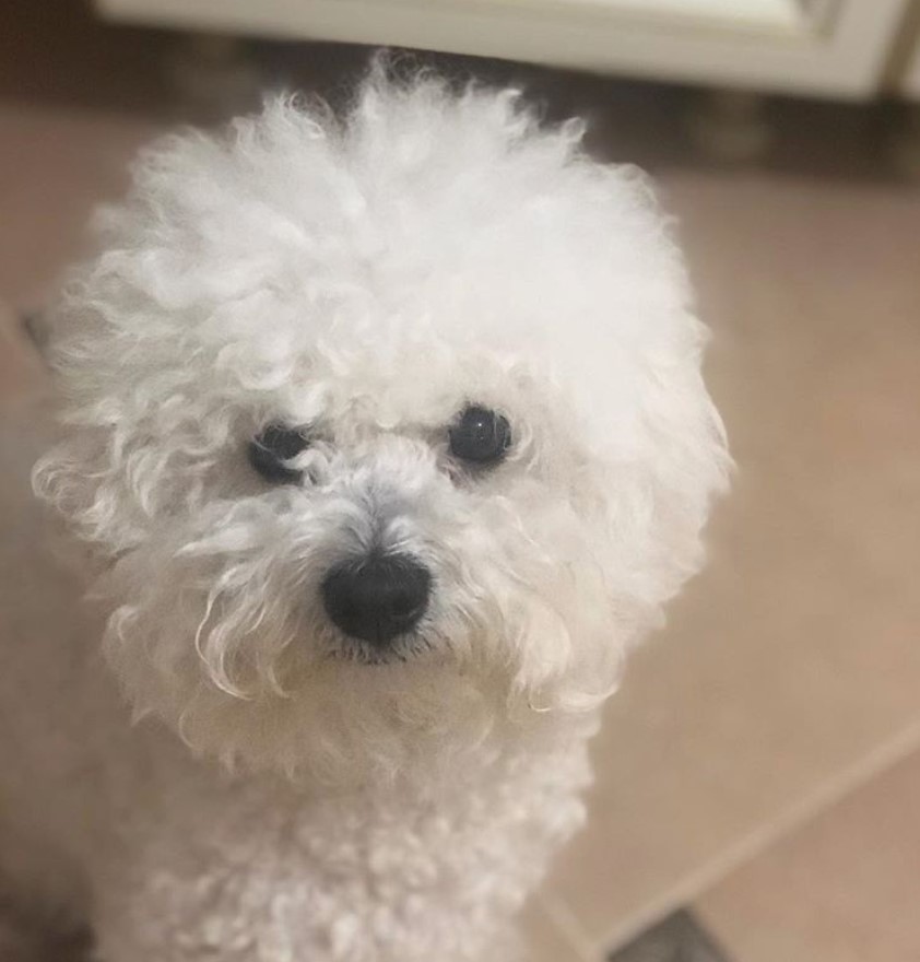 Bichon frise with trimmed fur