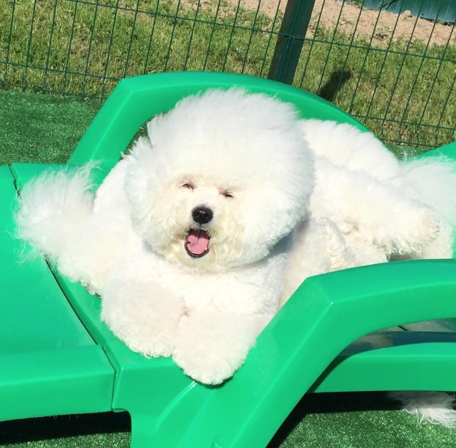 cotton ball Bichon frise in massive fluffy fur