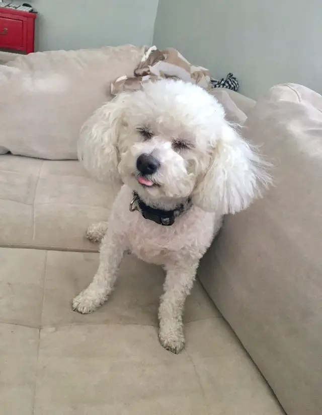 Bichon frise in bob cut while the rest of its body are closely trimmed
