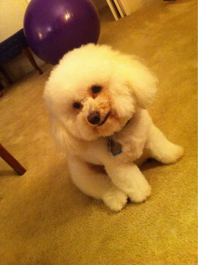 Bichon frise with medium length hair on the ears and the rest of the body are kept fairly furry