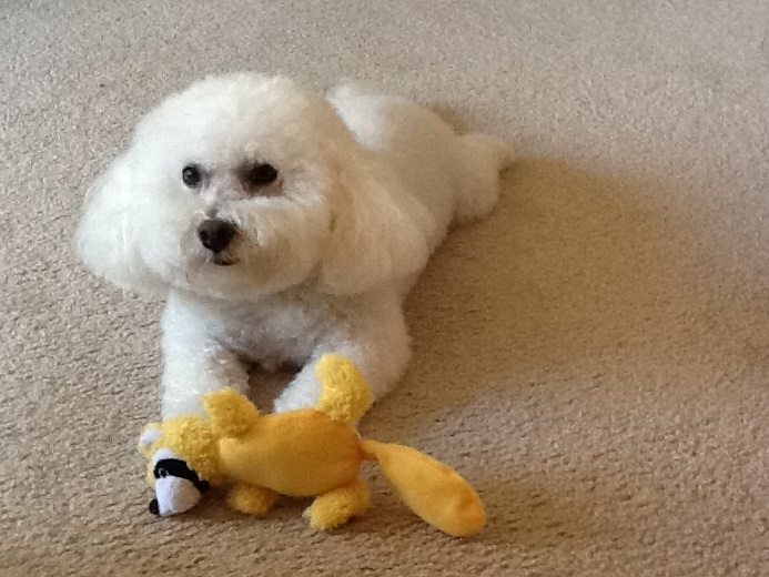 Bichon frise hairstyle with the hair on its ears are a little long while the rest of its face and body are fairly trimmed