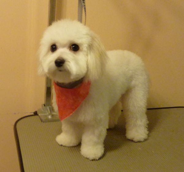 fluffy Border Collie in simple haircut