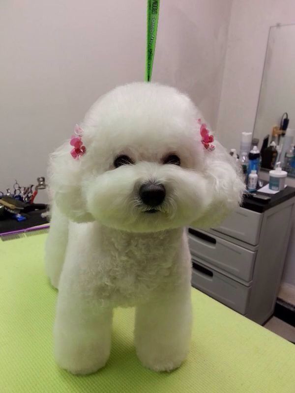 Bichon frise in cotton ball look with a pink ribbon on the side of its ears