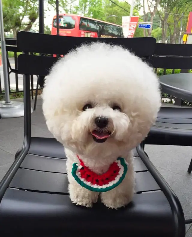 Bichon frise in cotton ball look while wearing a cute crocheted watermelon scarf