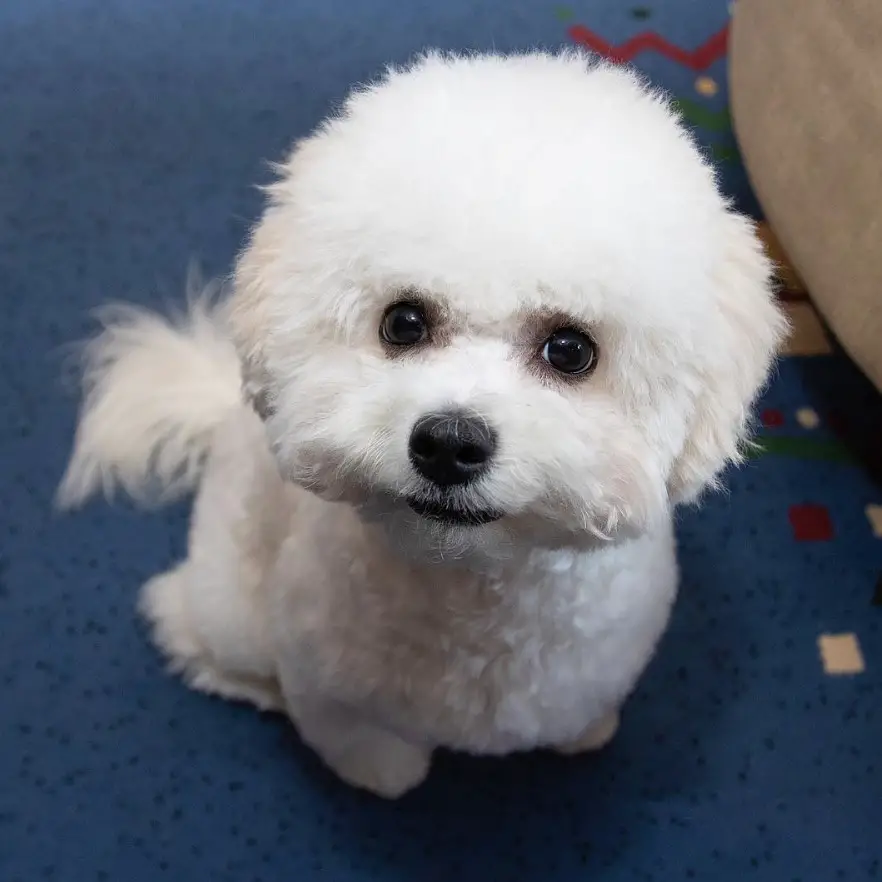 Bichon frise in simple haircut with trimmed fur on on its head and body while keeping the hair on its tail a little longer