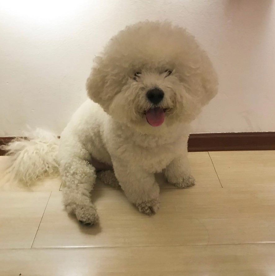 Bichon frise in cotton ball look