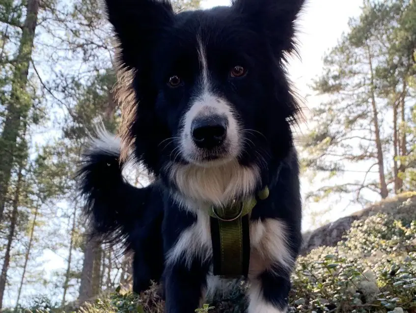 scared faced Border Collie in the forest
