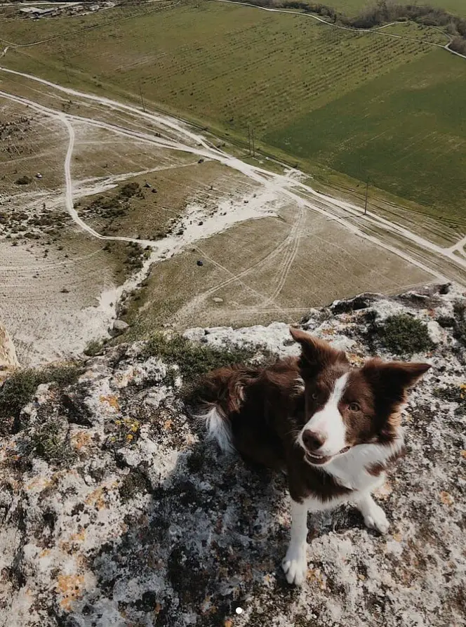 Border Collie sitting on top of the mountain with the view of the green field behind him