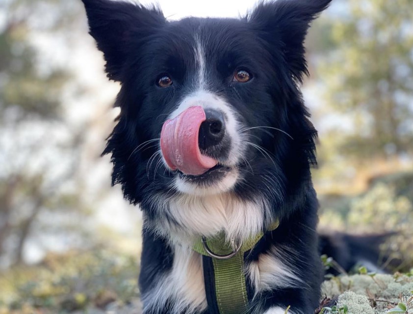 Border Collie licking its nose