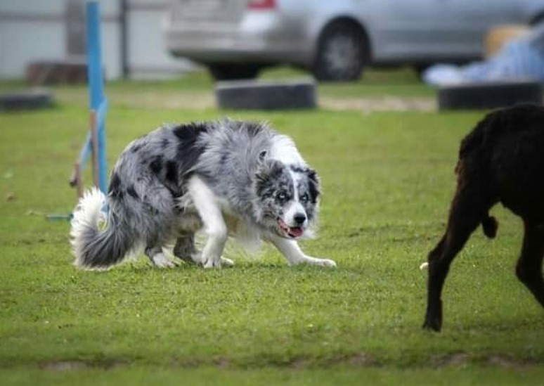 growling Border Collie towards a dog