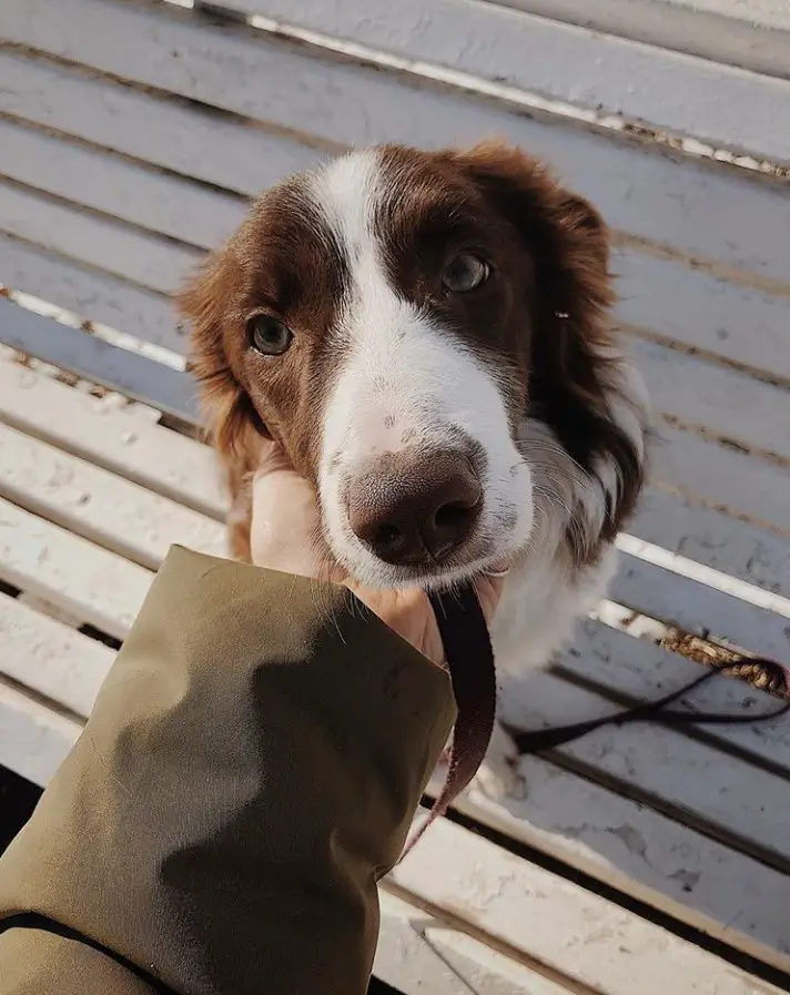 hand of a person touching the face of a Border Collie sitting on the bench