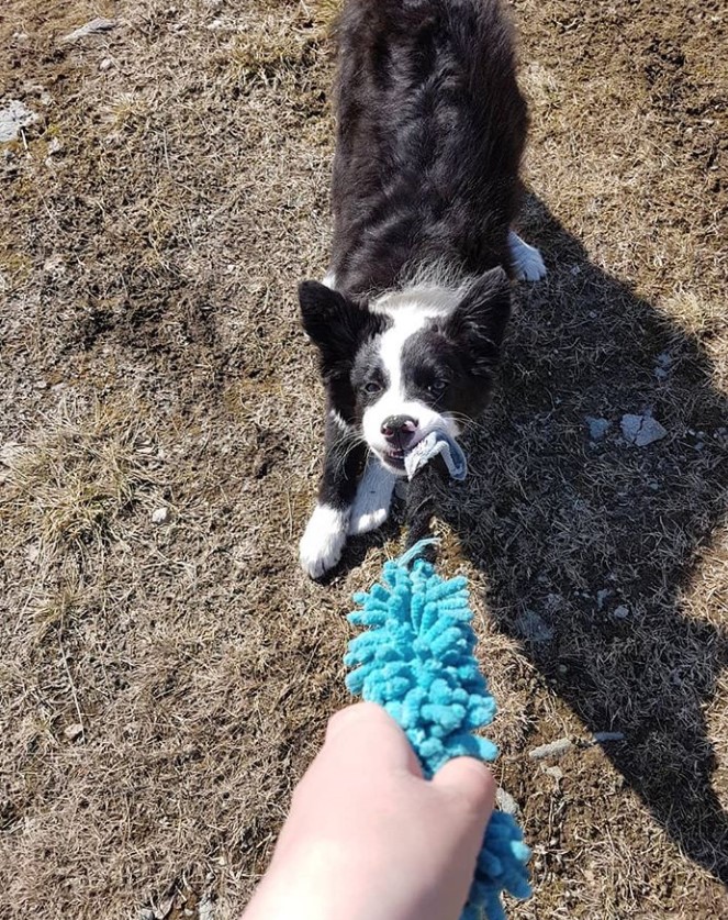 tug of war playing with a Border Collie
