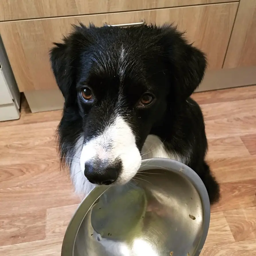 Border Collie sitting on the kitchen floor with stainless bowl in its mouth