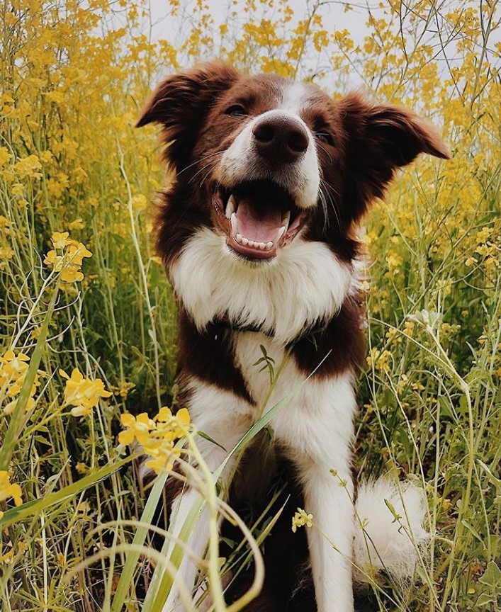 happy Border Collie in the middle of a field of flowers