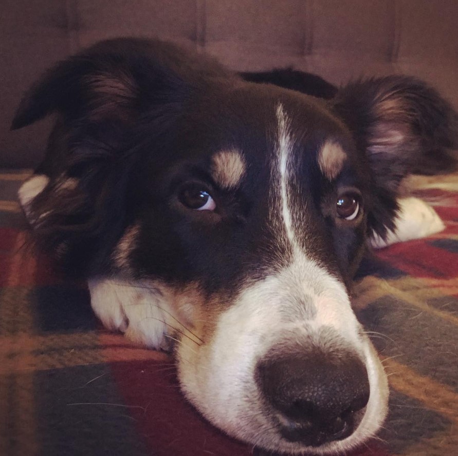 Border Collie lying down on the bed with its sleepy face