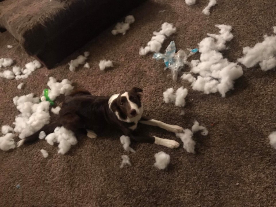 Border Collie lying on the floor with shredded pillow fillers everywhere