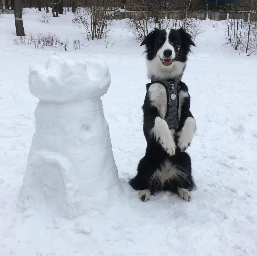 Border Collie at the park in winter, sitting pretty beside a castle made of snow