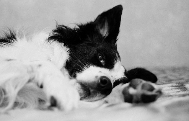 black and white photo of Border Collie lying on the bed