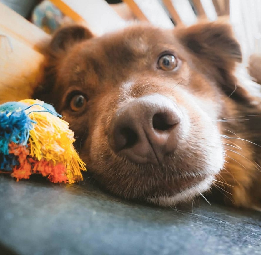 Border Collie lying on the floor with a chew toy beside its face
