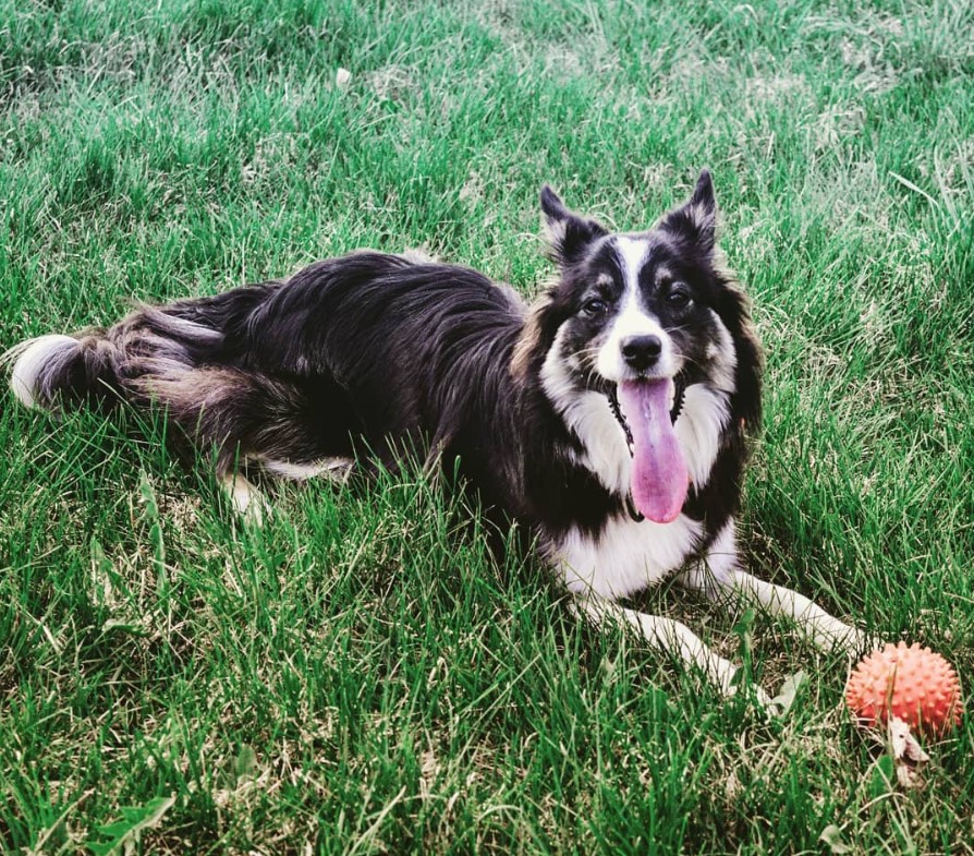 Border Collie lying on the green grass with a ball
