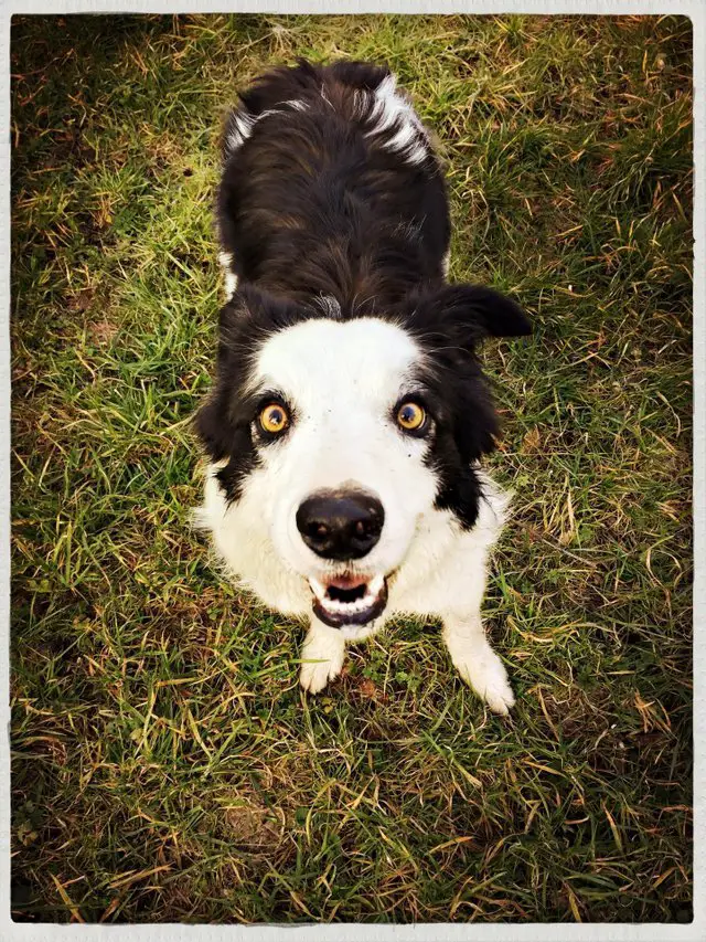 Border Collie standing on the green grass while excitedly lookin up