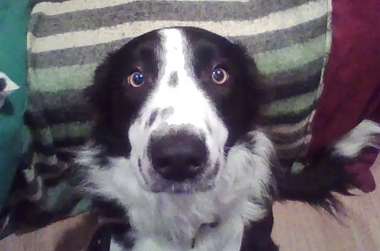 Border Collie sitting on the floor while looking up with its begging face