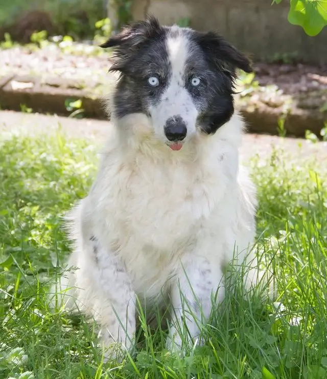 Border Collie with blue eyes sitting on the green grass