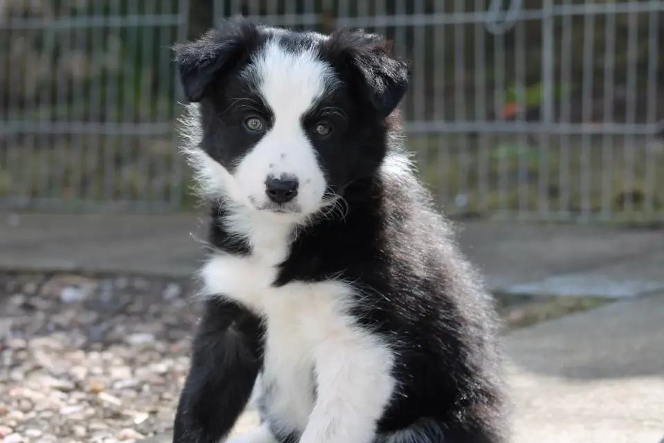 Border Collie puppy sitting on the concrete pathway
