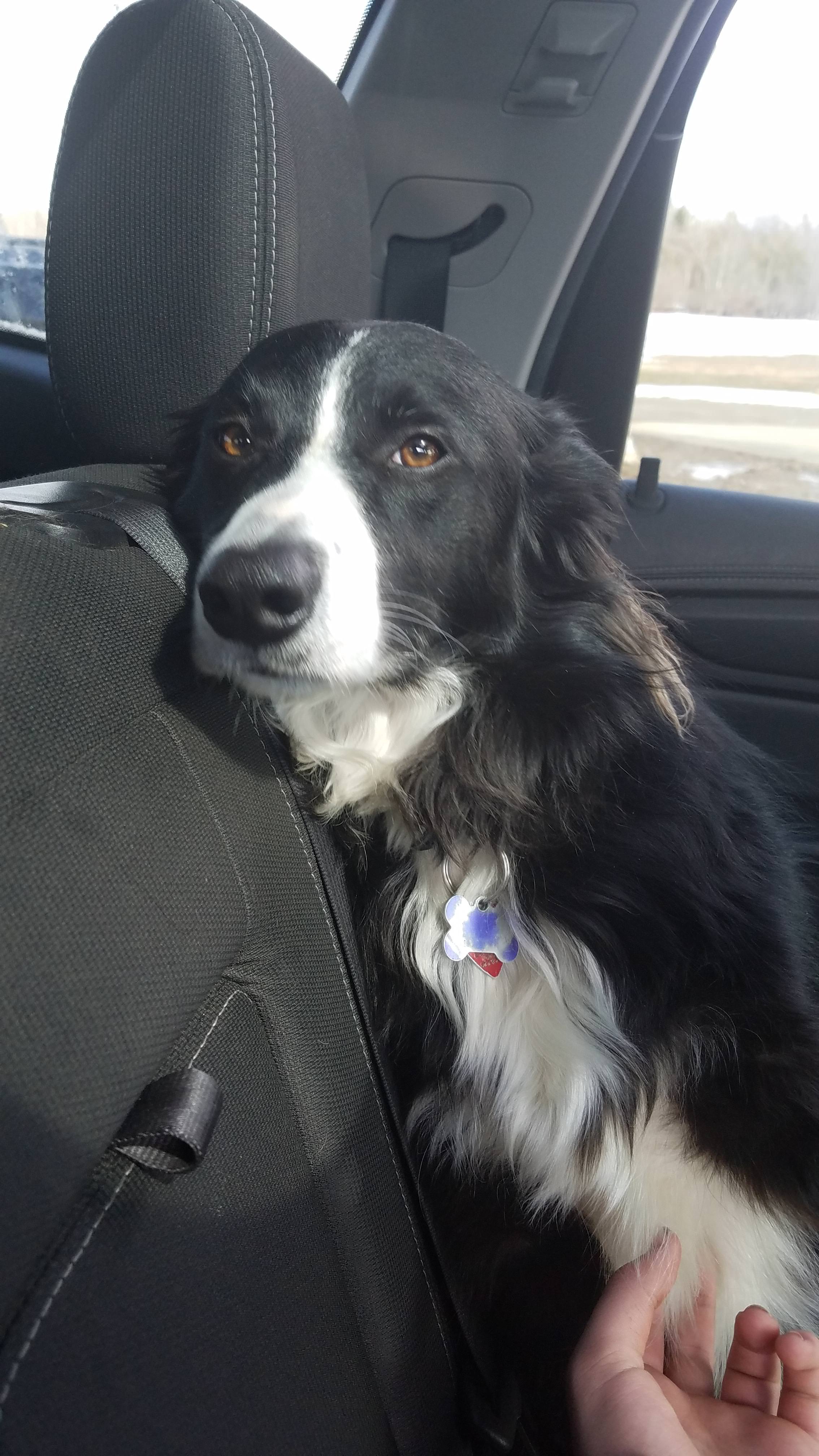 Border Collie sitting inside the car while leaning against the back seat and staring with its adorable eyes