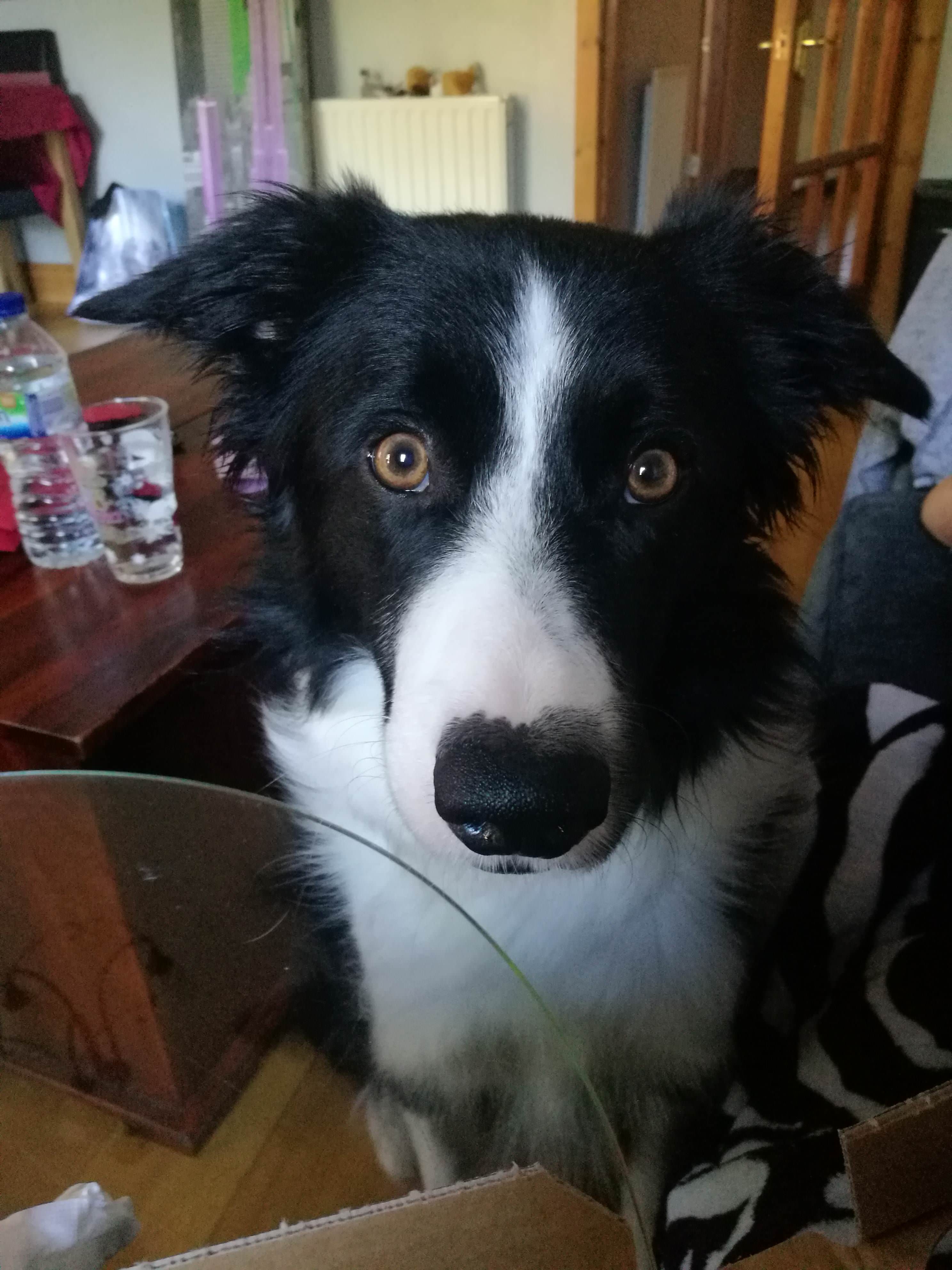 Border Collie sitting in the floor behind the glass table with its begging face