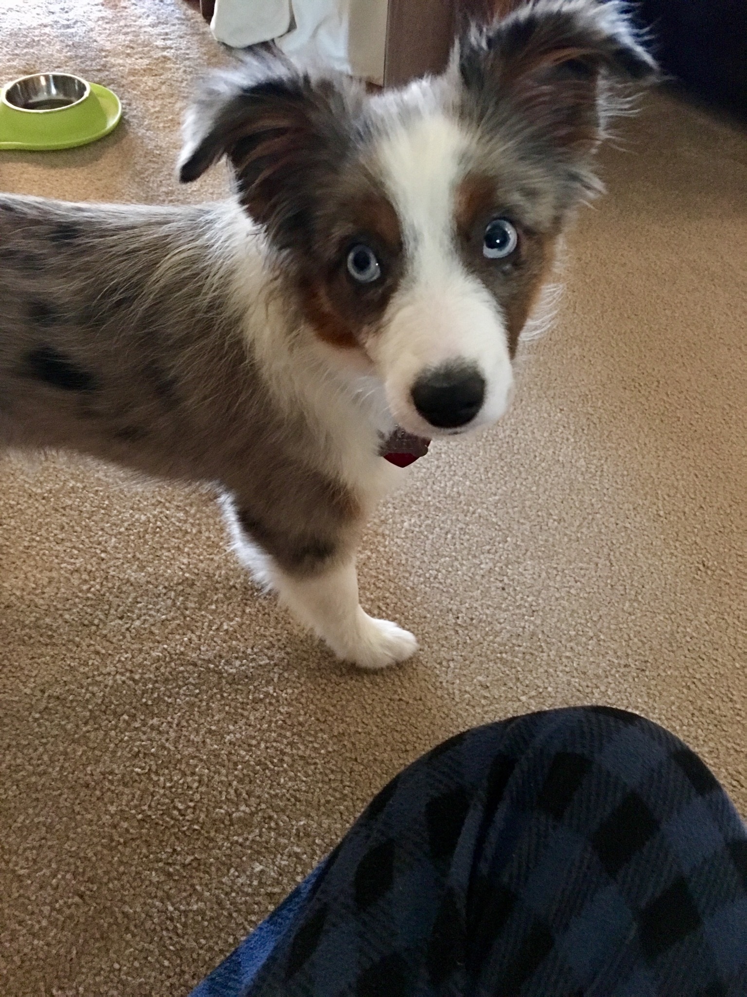 Border Collie puppy standing on the floor