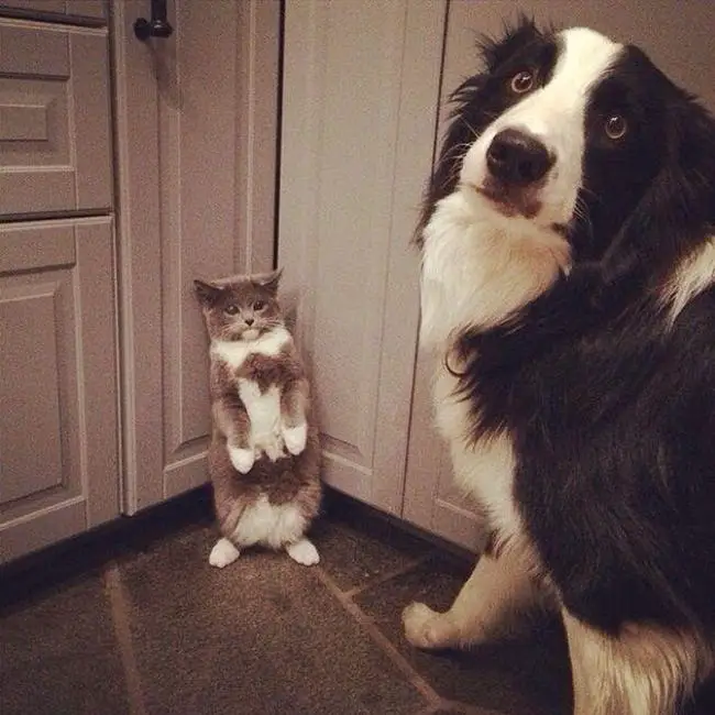 Border Collie standing in front of the scared kitten standing in the corner
