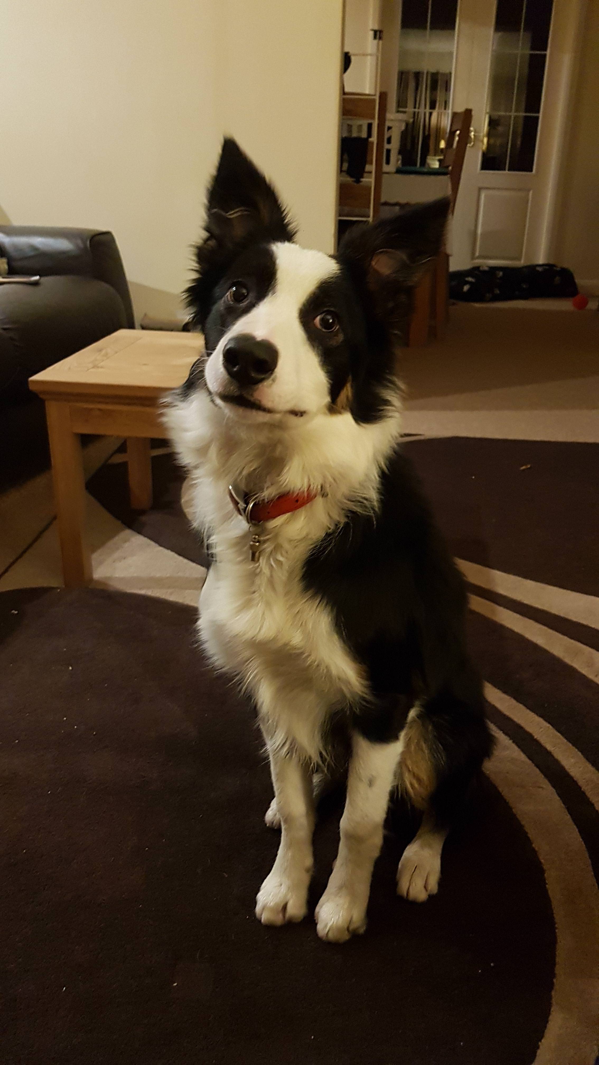 Border Collie sitting on the carpet with its sweet face